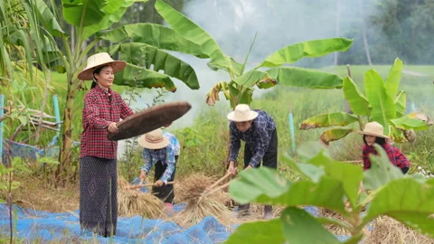 Slow motion family farmer working for harvest paddy of rice plantation in rural 動画素材 220140894