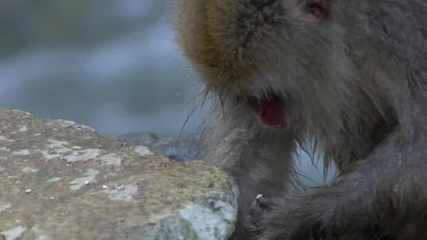 Slow motion of famous snow monkeys eating food in rock of mountain Nagano-Dan Stock Footage 144537952