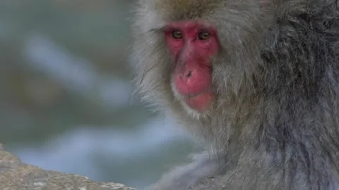 Slow motion of the famous snow monkeys eating food in rock of mountain Japan-Dan Stock Footage 144537986