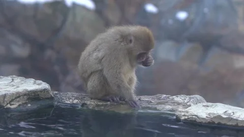 Slow motion of famous snow monkeys eating food in natural onsen hot springs-Dan Stock Footage 144537987