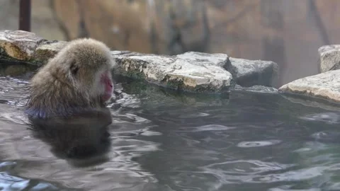 Slow motion of famous snow monkeys bath in a natural onsen hot springs Japan-Dan Stock Footage 144538024