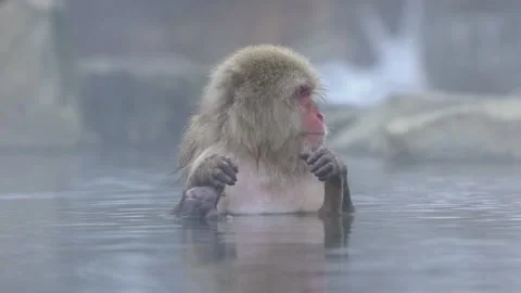 Slow motion of famous snow monkeys bath in a natural onsen hot springs Japan-Dan Stock Footage 144538192