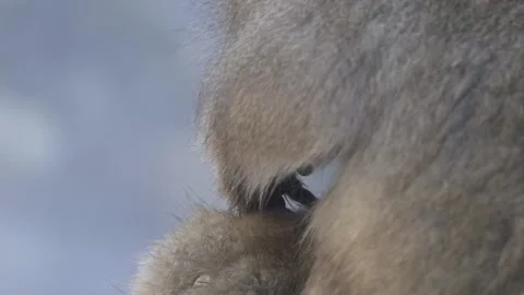 Slow motion of famous snow monkeys grooming in a natural hot spring Japan. -Dan Stock Footage 144538235