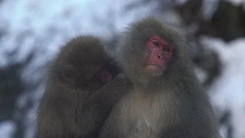 Slow motion of famous snow monkeys grooming in a natural hot spring Japan. -Dan Stock Footage 144538334