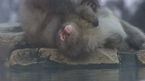 Slow motion of famous snow monkeys grooming in a natural hot spring Japan. -Dan Stock Footage 144538431