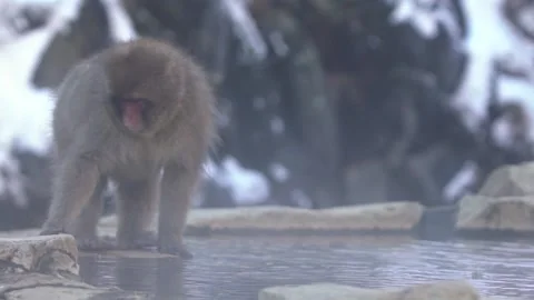 Slow motion famous snow monkeys drinking water in natural onsen hot springs-Dan Stock Footage 144538577