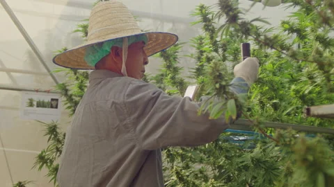 Slow motion of farmer with bluetooth microscope connected to phone checking hemp Stock Footage 234892424