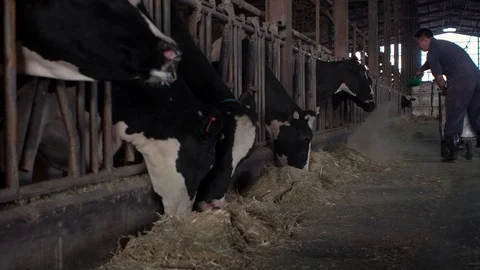 Slow Motion of farmer giving dry food granules to cows in stable. Livestock-Dan Stock Footage 102277259