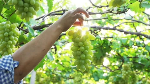 Slow motion of Farmer hand rotating picked ripe green grapes Stock Footage 151927420