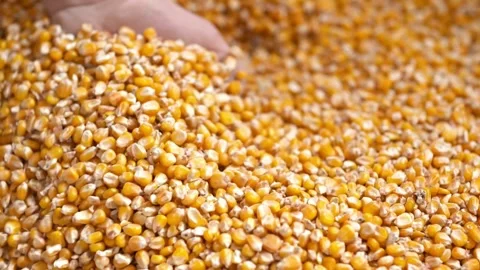 Slow Motion Farmer Hands Cupping Maize Kernels in Field After Harvest is Done Stock Footage 270463258