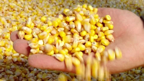 Slow Motion Farmer Hands Cupping Maize Kernels in Field After Harvest is Done Stock Footage 270463696