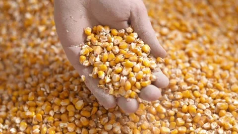 Slow Motion Farmer Hands Cupping Maize Kernels in Field After Harvest is Done Stock Footage 270464203