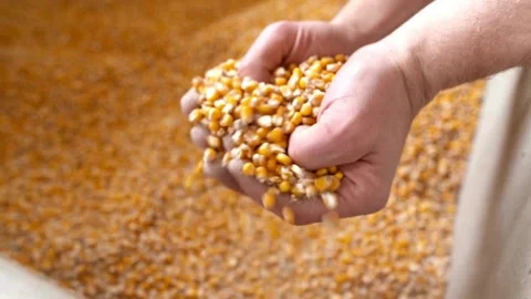 Slow motion Farmer Hands Cupping Maize Kernels Farmer corn harvest, Slow motion 库存影片 336580801