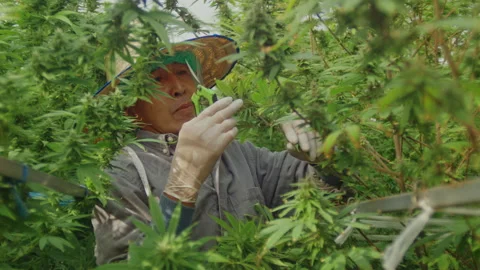 Slow motion of farmer with hat and gloves checking hemp plants in a greenhouse 스톡 동영상 234276951