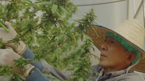 Slow motion of farmer with hat and gloves checking hemp plants in a greenhouse 動画素材 234277844