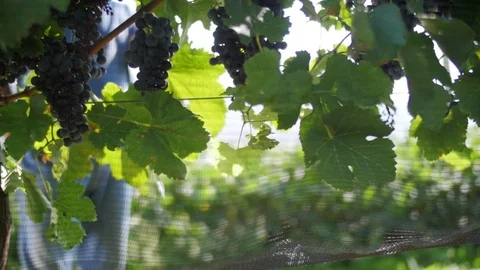 Slow motion of farmer inspecting grapes Stock Footage 76559696