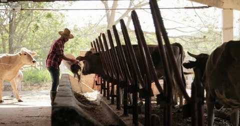 Slow Motion Farmer Peasant Man At Work In Farm Video stock 76437275