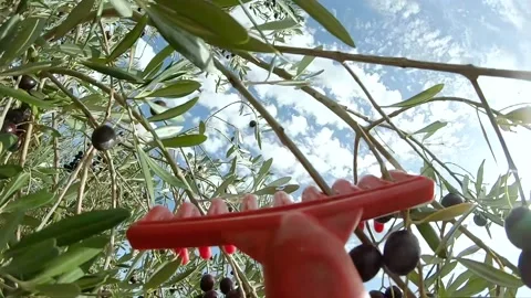 Slow motion of a farmer picking olives with a rake in the field on sunny day, Stock Footage 144140394