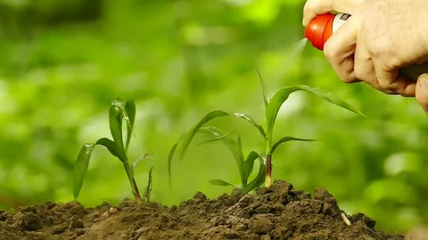 Slow motion. Farmer processes chemicals green sprout  Stock Footage 77160555