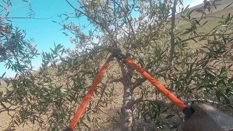 Slow motion of a farmer pruning an olive tree. First person view of a man wit Stock Footage 136057830