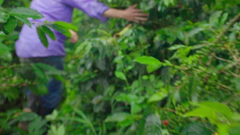 Slow-Motion Farmer Running Through Plantation Touching Tress Stock Footage 317507210