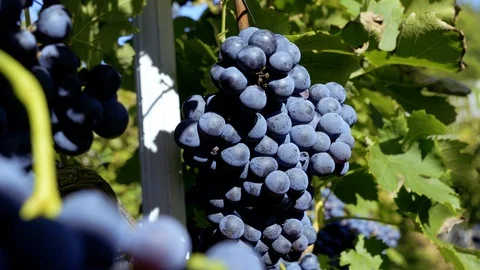 SLOW MOTION farmer 's hands selecting grapes from a tree during harvest Stock Footage 116776631