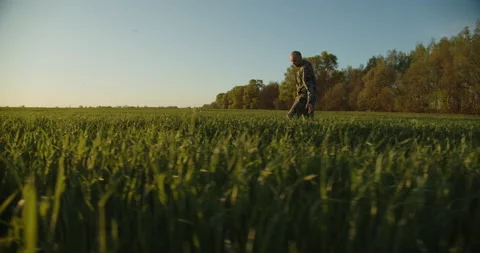 SLOW MOTION: Farmer walks through a young green field during sunset. Adult ma Stock Footage 154318950