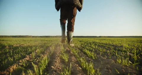 SLOW MOTION: Farmer walks through a young wheat green field. Bottom view of a Stock Footage 154318951