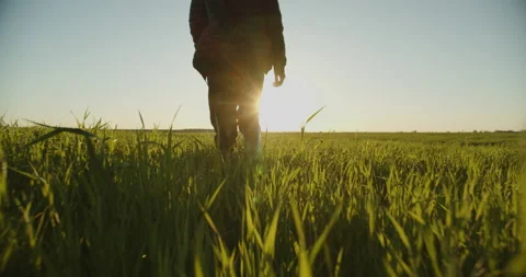 SLOW MOTION: Farmer walks through a young fresh green field during sunset. Bo Stock Footage 154318965
