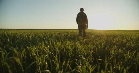 SLOW MOTION: Farmer walks through a young green field during sunset. Adult ma Stock Footage 162509859