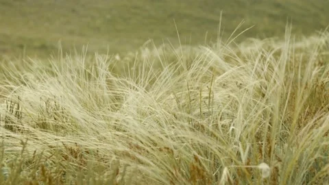 Slow motion feather grass sways in the wind against the backdrop of the steppe Stock Footage 197518491