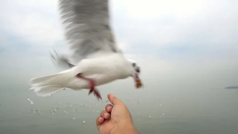 SLOW MOTION: Feed the seagulls flying in the air from the hands Видео 91174809