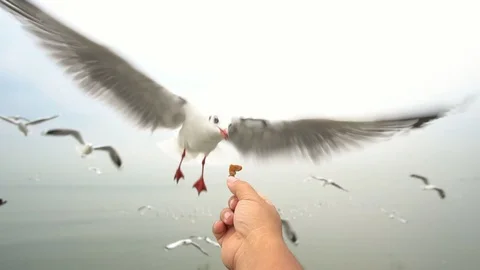 SLOW MOTION: Feed the seagulls flying in the air from the hands Video stock 91174815