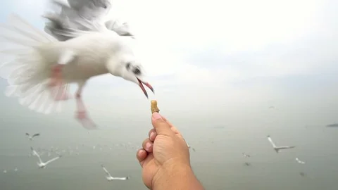 SLOW MOTION: Feed the seagulls flying in the air from the hands Stock Footage 91174817