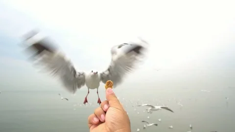 SLOW MOTION: Feed the seagulls flying in the air from the hands Stock-Footage 91174828