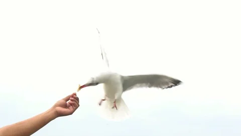 SLOW MOTION: Feed the seagulls flying in the air from the hands 库存影片 91174851