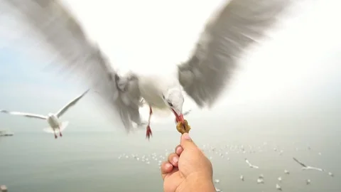SLOW MOTION: Feed the seagulls flying in the air from the hands Video stock 91174874