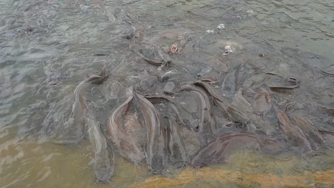 Slow motion feeding catfish in pond  Stock Footage 114646927