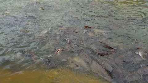 Slow motion feeding catfish in pond  Видео 114647183