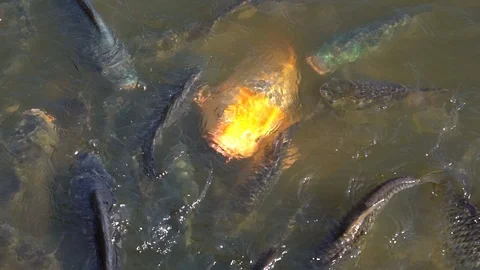 Slow motion feeding fish in pond, many fish eating food in farm agriculture Видео 121008266