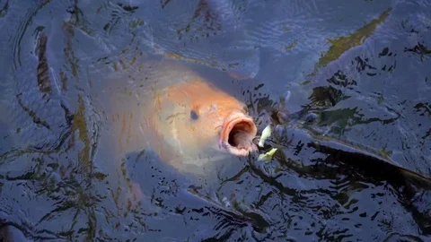 Slow motion feeding fish in pond, many fish eating food in farm agriculture Video stock 121009564