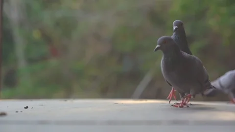 Slow motion feeding pegion bird in nature, beautiful feral pigeon animal 库存影片 121007348