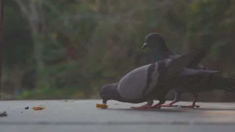 Slow motion feeding pegion bird in nature, beautiful feral pigeon animal Видео 121007483