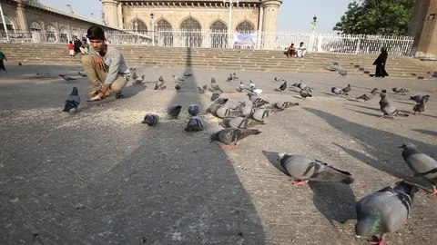 Slow-Motion-Feeding-Pigeons-Mecca-Masjid-2 Stock Footage 74759569