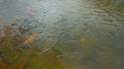 Slow motion feeding tilapia fish in pond  Vidéo 114646940