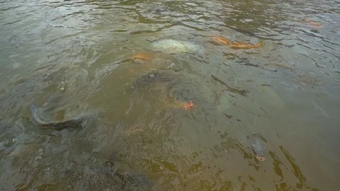 Slow motion feeding tilapia fish in pond  库存影片 114647752