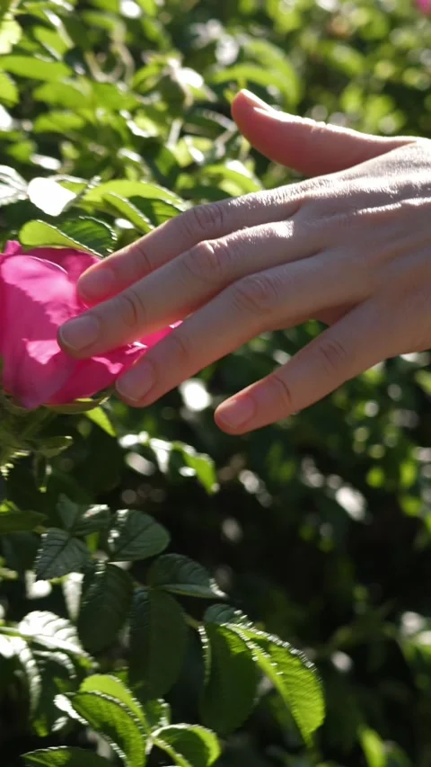Slow motion of female hand touching flowering rosehip Stock Footage 269530540