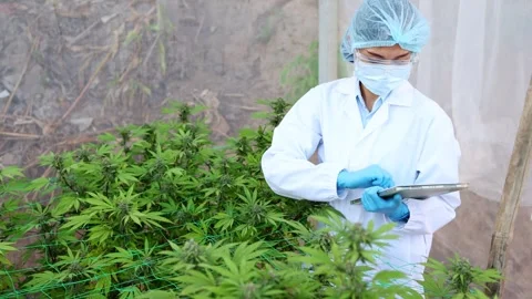 Slow motion  of a female scientist checking and analizing hemp plants,signi.. Stock Footage 336934435