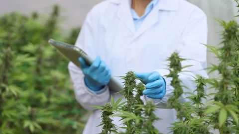 Slow motion  of a female scientist checking and analizing hemp plants,signi.. Stock Footage 336934445