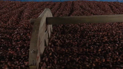 Slow-motion Fermented and fresh cocoa-beans and Drying Process Stock Footage 162953568